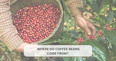 Where Do Coffee Beans Come From?